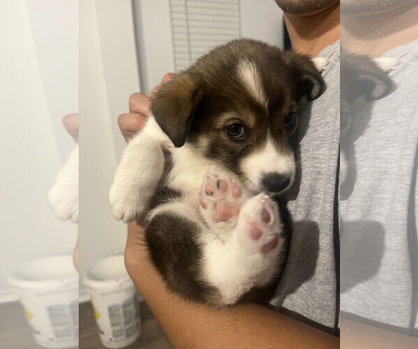Medium Photo #1 Labrador Retriever-Unknown Mix Puppy For Sale in The Woodlands, TX, USA