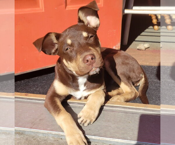 Medium Photo #2 Siberian Husky-Unknown Mix Puppy For Sale in Fargo, ND, USA