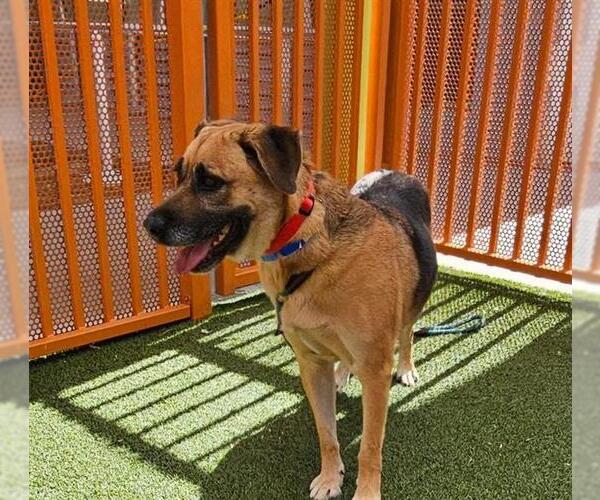 Medium Photo #1 German Shepherd Dog-Unknown Mix Puppy For Sale in Las Vegas, NV, USA