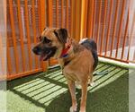 Small German Shepherd Dog Mix