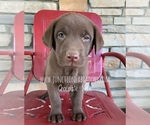 Small Photo #2 Labrador Retriever Puppy For Sale in ALBANY, MO, USA