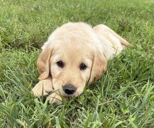 Golden Retriever Puppy for sale in CUB RUN, KY, USA