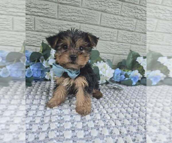 Medium Photo #3 Yorkshire Terrier Puppy For Sale in INDIANAPOLIS, IN, USA