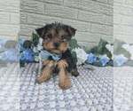 Small #2 Yorkshire Terrier