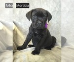 Puppy Morticia Cane Corso