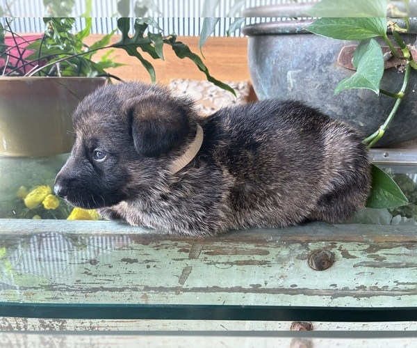 Medium Photo #4 German Shepherd Dog Puppy For Sale in SANDUSKY, OH, USA