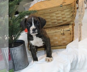 Boxer Puppy for sale in SHIPSHEWANA, IN, USA