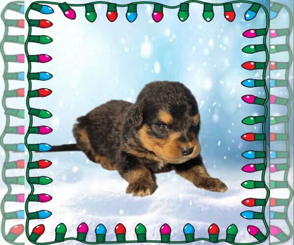 Medium Photo #66 Golden Mountain Dog Puppy For Sale in BLACK FOREST, CO, USA