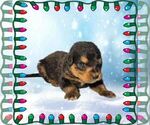 Small Photo #66 Golden Mountain Dog Puppy For Sale in BLACK FOREST, CO, USA