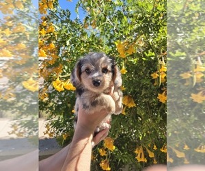 Corgipoo Puppy for sale in MARICOPA, AZ, USA
