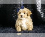 Small Photo #75 Maltipoo Puppy For Sale in WARSAW, IN, USA