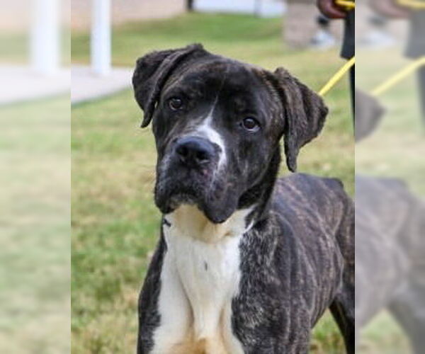 Medium Photo #4 Mutt Puppy For Sale in Glen Allen, VA, USA