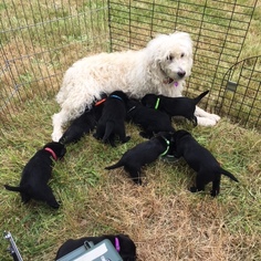 Mother of the Labradoodle puppies born on 06/01/2018