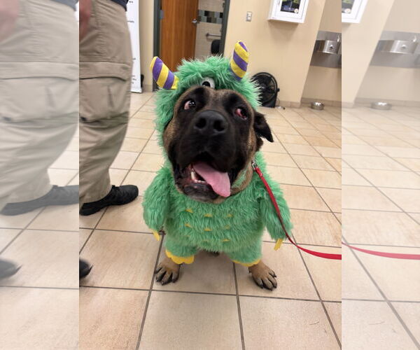 Medium Photo #2 Mutt Puppy For Sale in Virginia Beach, VA, USA