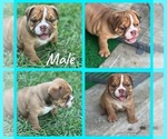 Small Photo #3 English Bulldog Puppy For Sale in CEDAR HILL, TX, USA