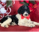 Small Photo #2 Poodle (Standard) Puppy For Sale in LANCASTER, PA, USA