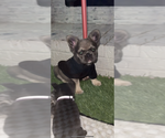 Small #1 French Bulldog