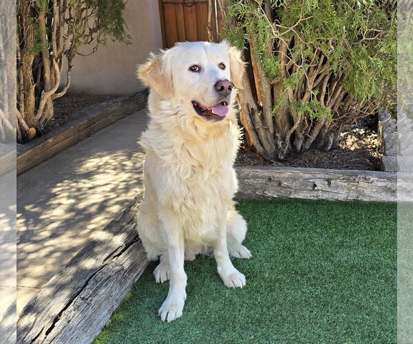 Medium Photo #3 Great Pyrenees Puppy For Sale in Albuquerque, NM, USA