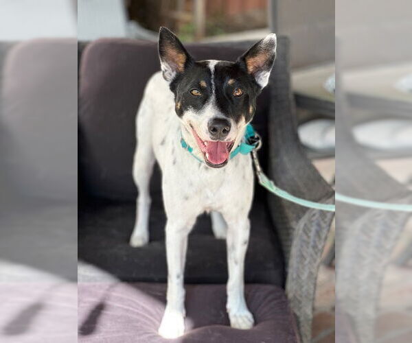 Medium Photo #2 Jack Russell Terrier-Unknown Mix Puppy For Sale in Marina Del Rey, CA, USA