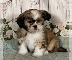 Shih Tzu Puppy for sale in PENNS CREEK, PA, USA
