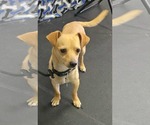 Small #6 Chihuahua