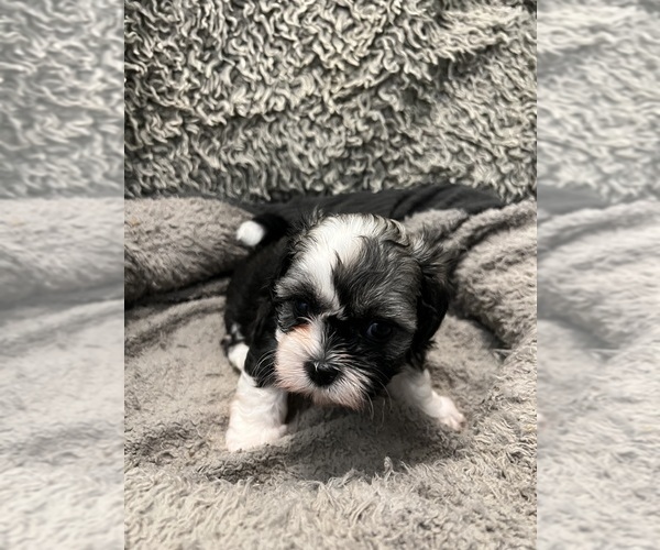 Medium Photo #31 Zuchon Puppy For Sale in RENO, NV, USA