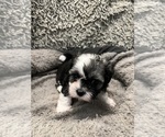 Small Photo #31 Zuchon Puppy For Sale in RENO, NV, USA