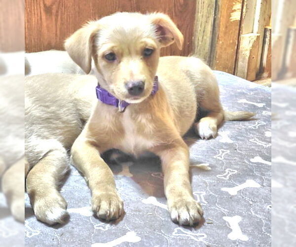 Medium Photo #2 Cheeks Puppy For Sale in Rutherfordton, NC, USA