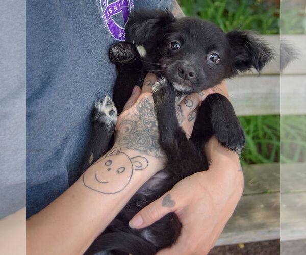 Medium Photo #5 Chiranian Puppy For Sale in Huntley, IL, USA