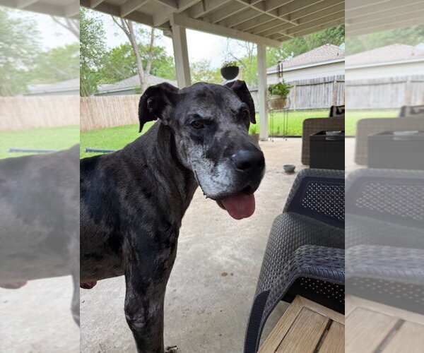 Medium Photo #1 Great Dane Puppy For Sale in Bullard, TX, USA