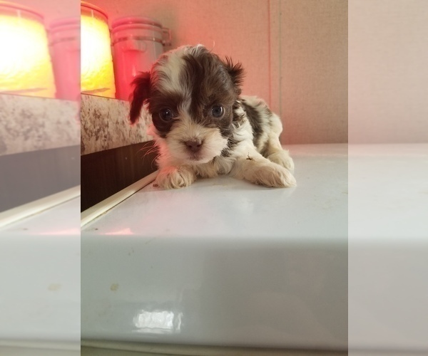 Medium Photo #3 Cavapoo Puppy For Sale in MCMINNVILLE, TN, USA