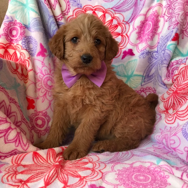 Medium Photo #1 Labradoodle Puppy For Sale in EPHRATA, PA, USA