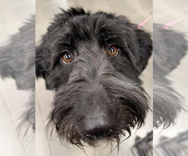 Medium Photo #4 Labradoodle Puppy For Sale in Lee's Summit, MO, USA
