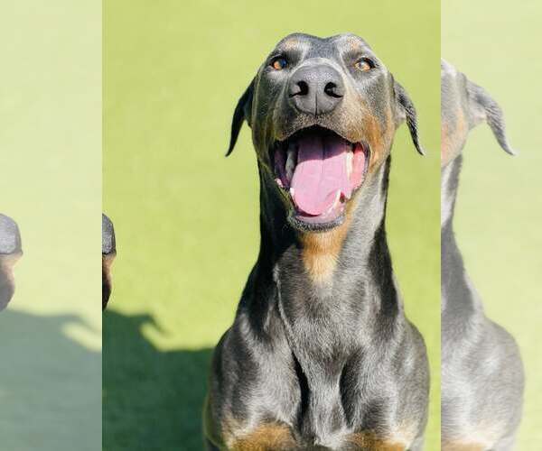 Medium Photo #6 Doberman Pinscher Puppy For Sale in Buffalo, MN, USA