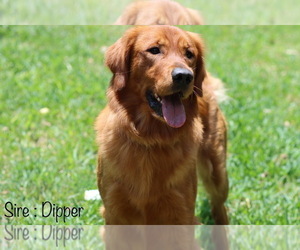 Father of the Golden Retriever puppies born on 04/16/2022