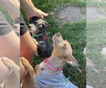 Small #5 Chihuahua Mix