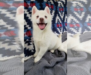 Pomsky Puppy for sale in ORANGE PARK, FL, USA