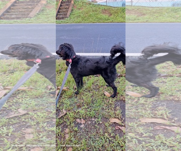 Medium Photo #5 Border Collie-Golden Retriever Mix Puppy For Sale in Virginia Beach, VA, USA