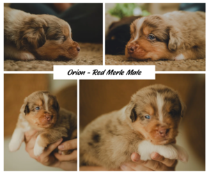 Medium Miniature Australian Shepherd