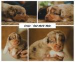 Puppy Orion Miniature Australian Shepherd