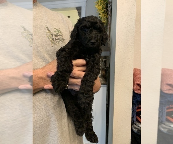 Medium Photo #3 Poodle (Standard) Puppy For Sale in PLANT CITY, FL, USA