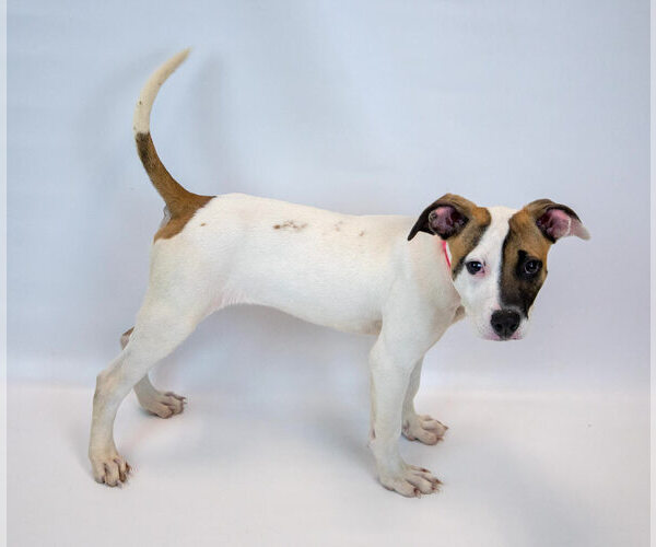 Medium Photo #5 Bulldog-Jack Russell Terrier Mix Puppy For Sale in Kennesaw, GA, USA
