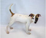 Small #4 Bulldog-Jack Russell Terrier Mix