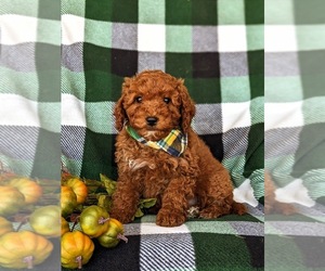 Cock-A-Poo Puppy for sale in KIRKWOOD, PA, USA