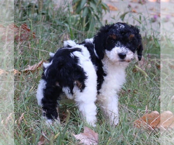 Medium Photo #2 Miniature Bernedoodle Puppy For Sale in MARION CENTER, PA, USA