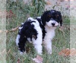 Small Photo #12 Miniature Bernedoodle Puppy For Sale in MARION CENTER, PA, USA