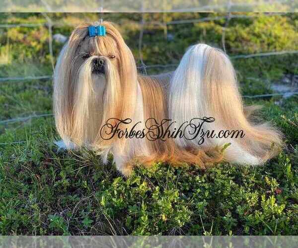 Medium Photo #1 Shih Tzu Puppy For Sale in OCALA, FL, USA