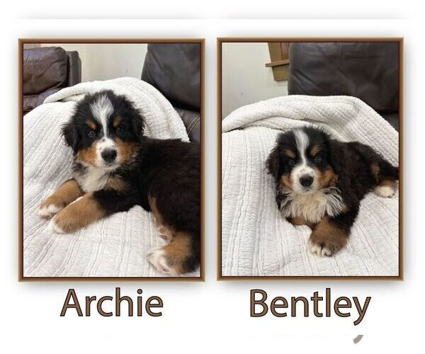 Medium Photo #1 Bernese Mountain Dog Puppy For Sale in OLDTOWN, ID, USA
