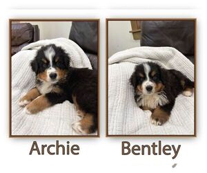 Bernese Mountain Dog Puppy for sale in OLDTOWN, ID, USA