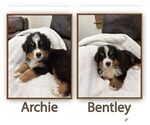 Archie Bentley - Male Bernese Mountain Dog Puppy for Sale - Small photo